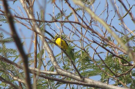 Image of Euphonia godmani