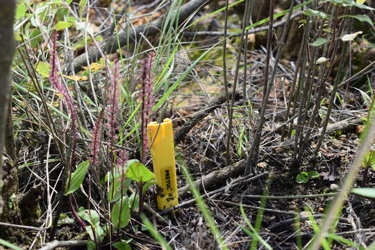 Image of Ehrenberg's adder's-mouth orchid