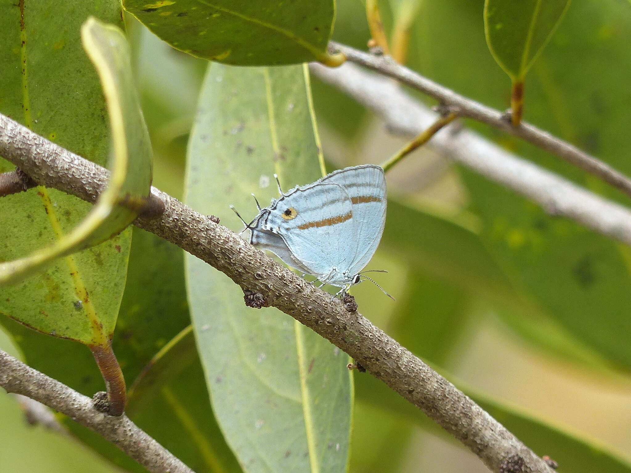 Imagem de Paiwarria venulius (Cramer 1782)