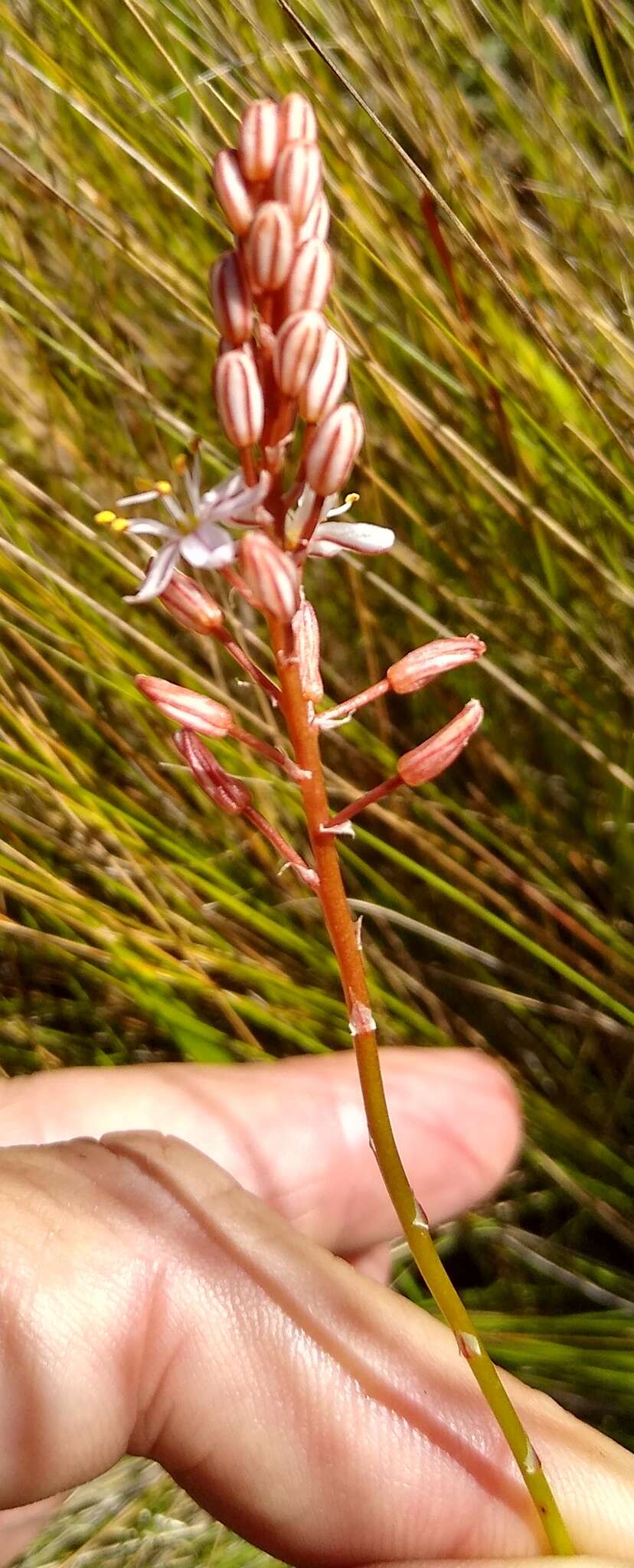 Image of Trachyandra esterhuysenae Oberm.