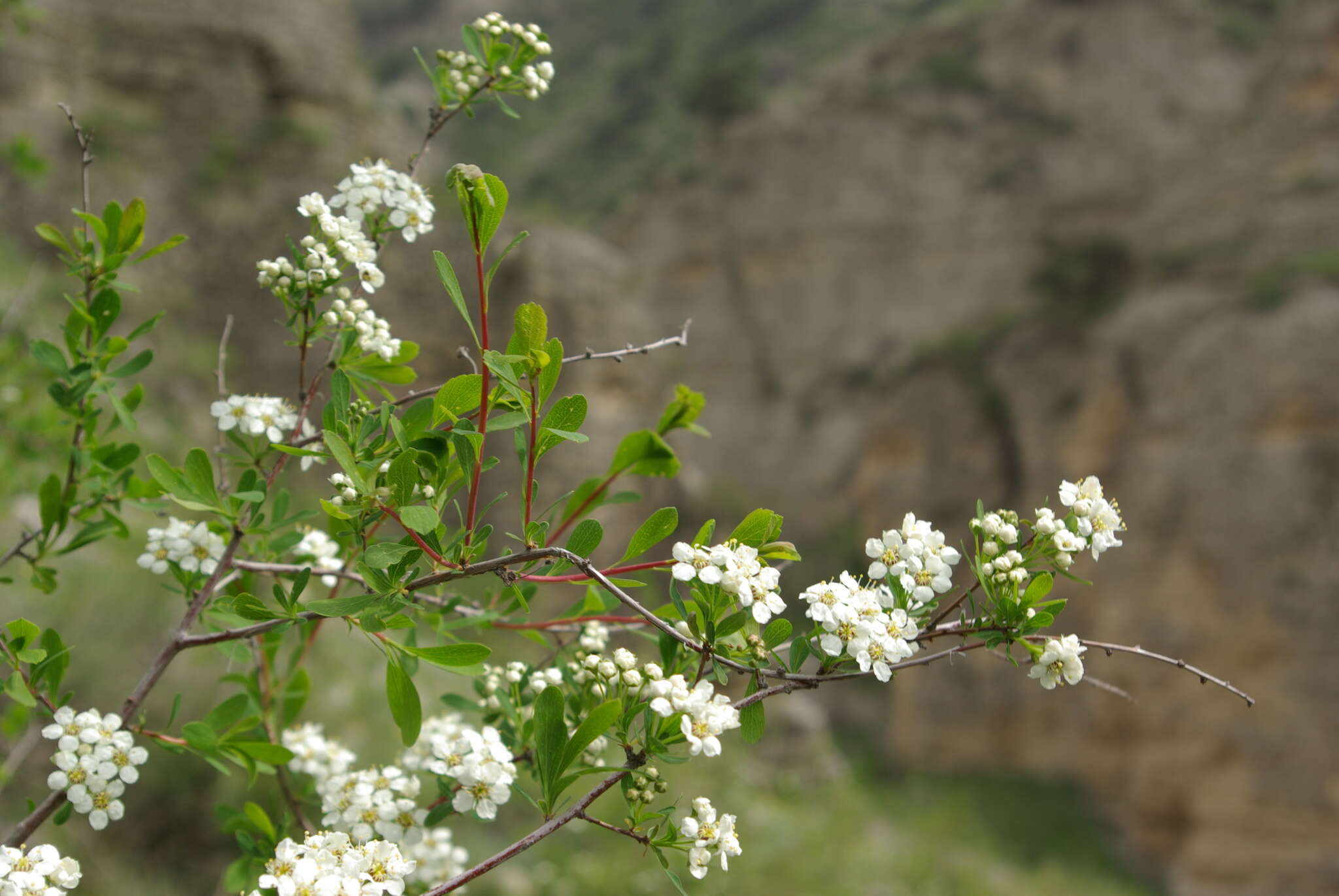 صورة Spiraea hypericifolia L.