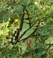 Image of Glassy Bluebottle Butterfly