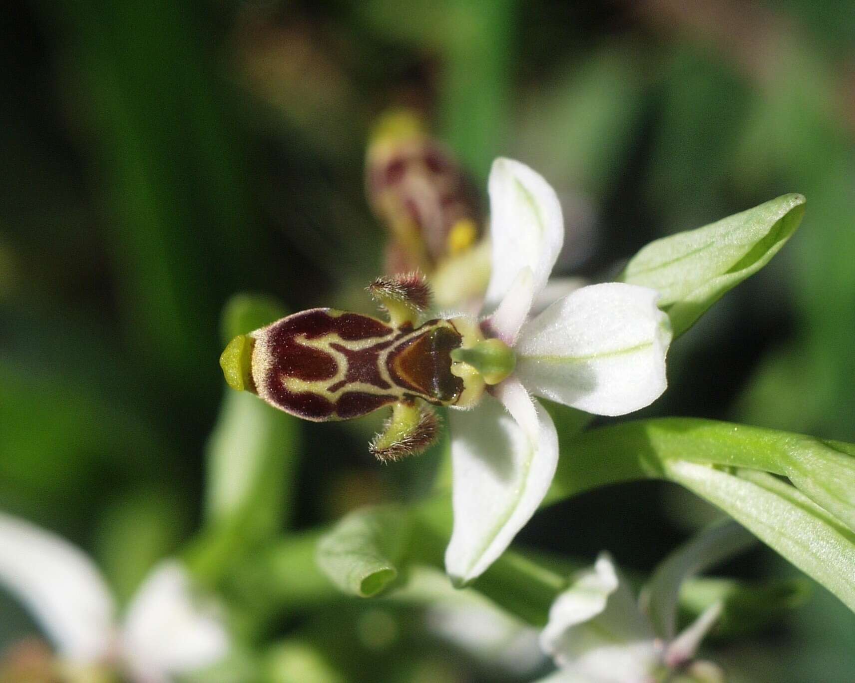 Image de Ophrys scolopax subsp. apiformis (Desf.) Maire & Weiller