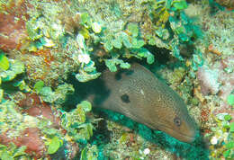 Image of Giant moray