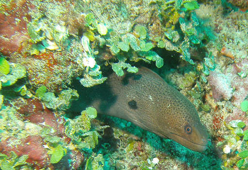 Image of Giant moray