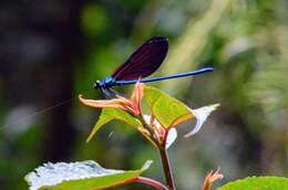 Image of Matrona cyanoptera Hämäläinen & Yeh 2000