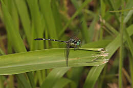 Imagem de Austrogomphus bifurcatus Tillyard 1909