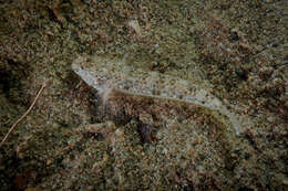 Image of Eastern longfin goby
