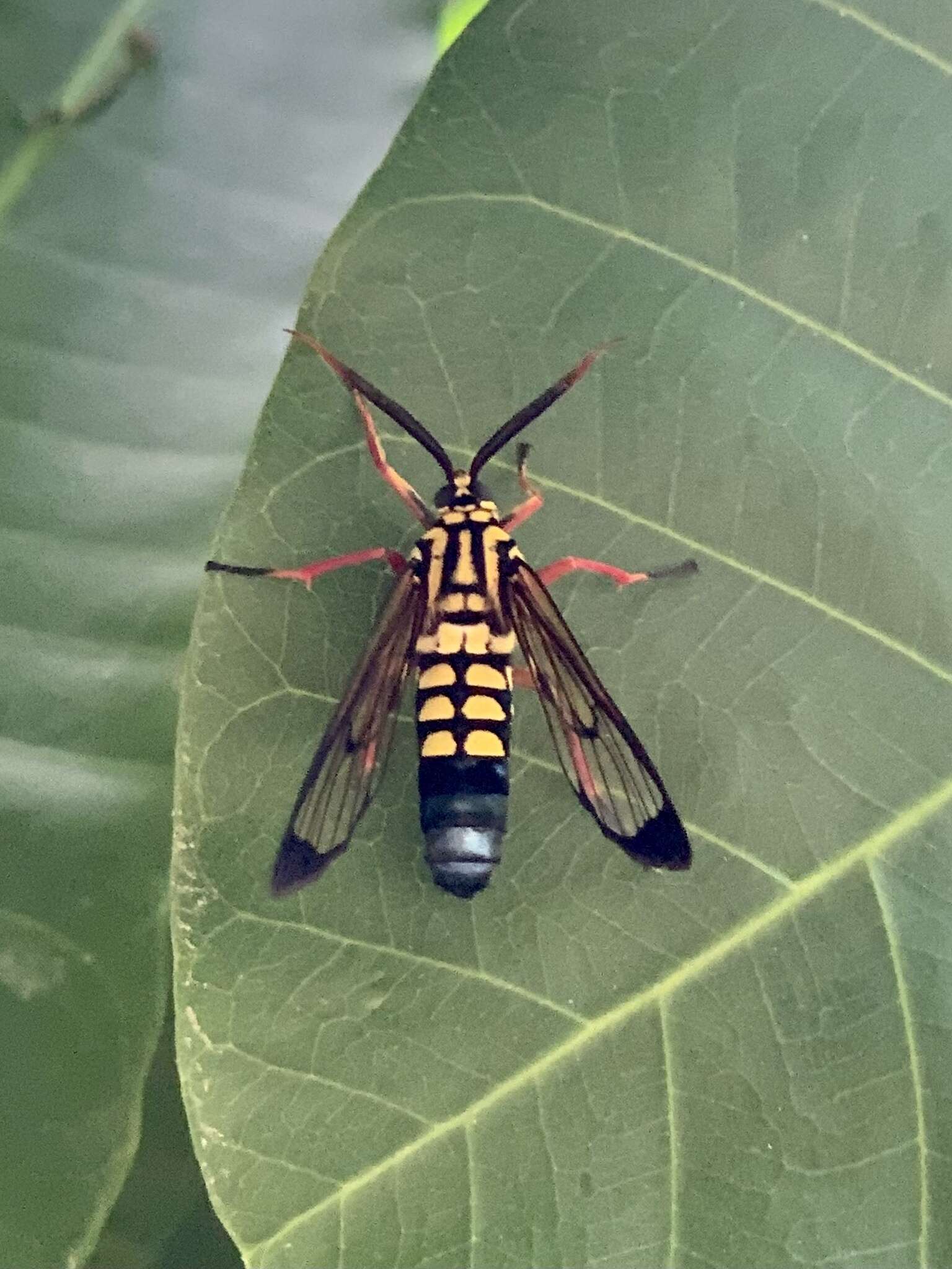 Imagem de Isanthrene crabroniformis Staudinger 1875