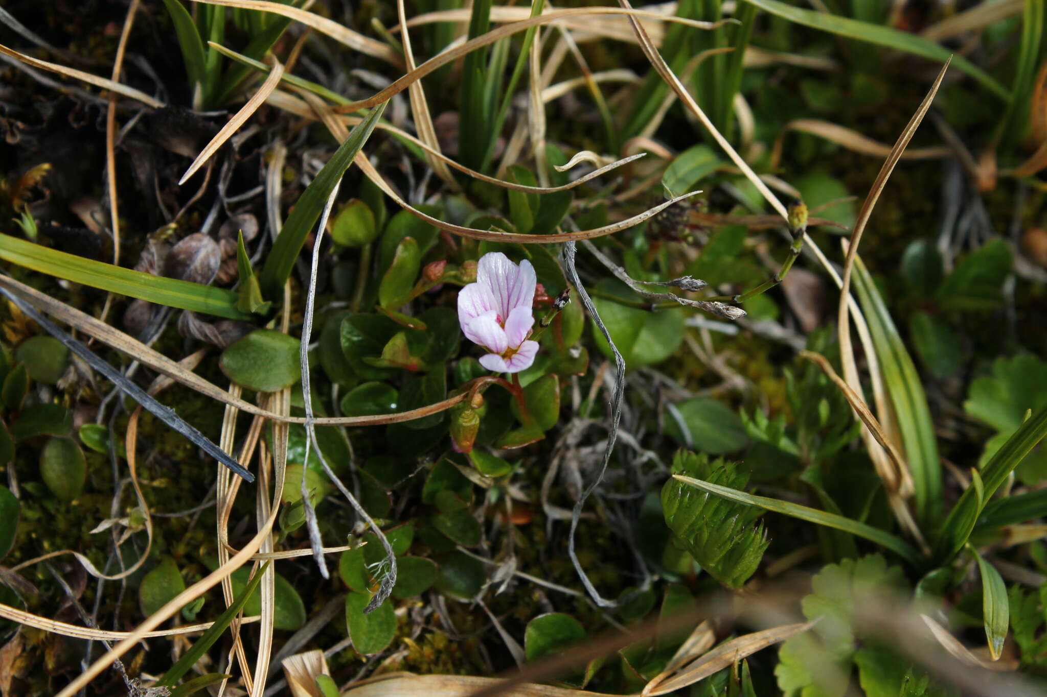 Claytonia sarmentosa C. A. Mey. resmi