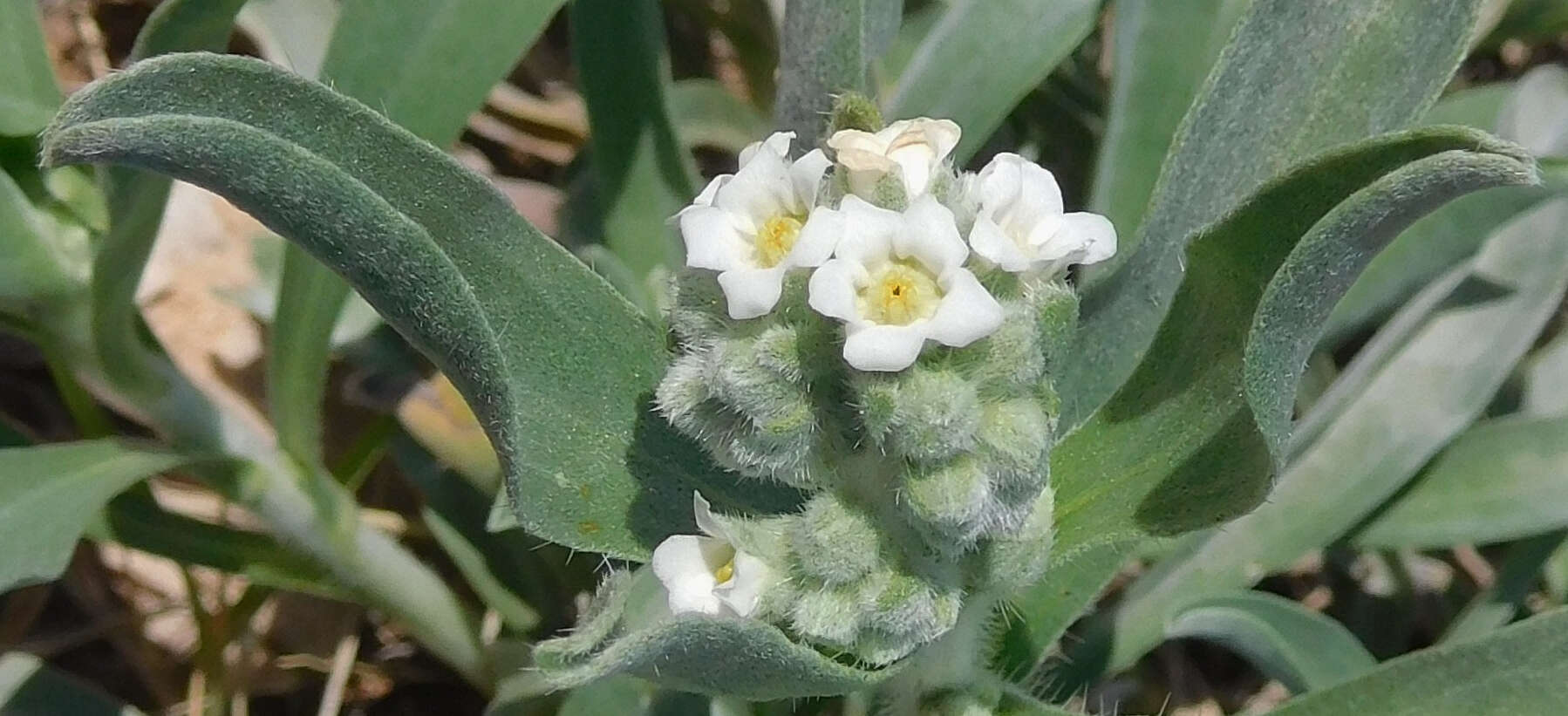 Imagem de Oreocarya suffruticosa (Torr.) Greene