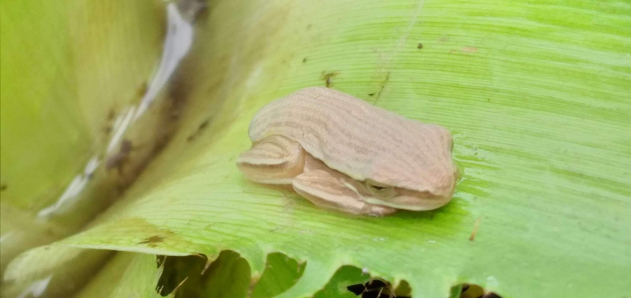 Слика од Boana leptolineata (Braun & Braun 1977)