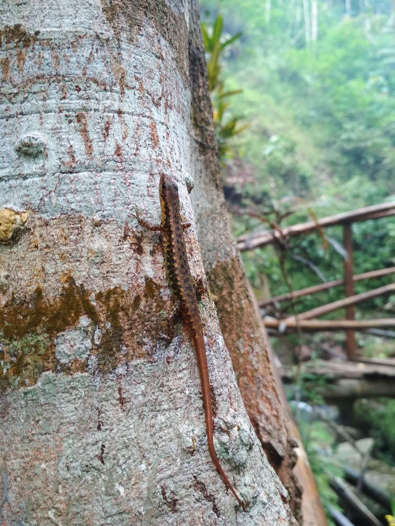 Sphenomorphus puncticentralis Iskandar 1994 resmi