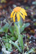 Image of fuscate groundsel