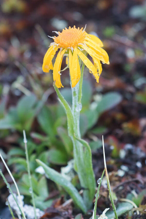 Image of fuscate groundsel