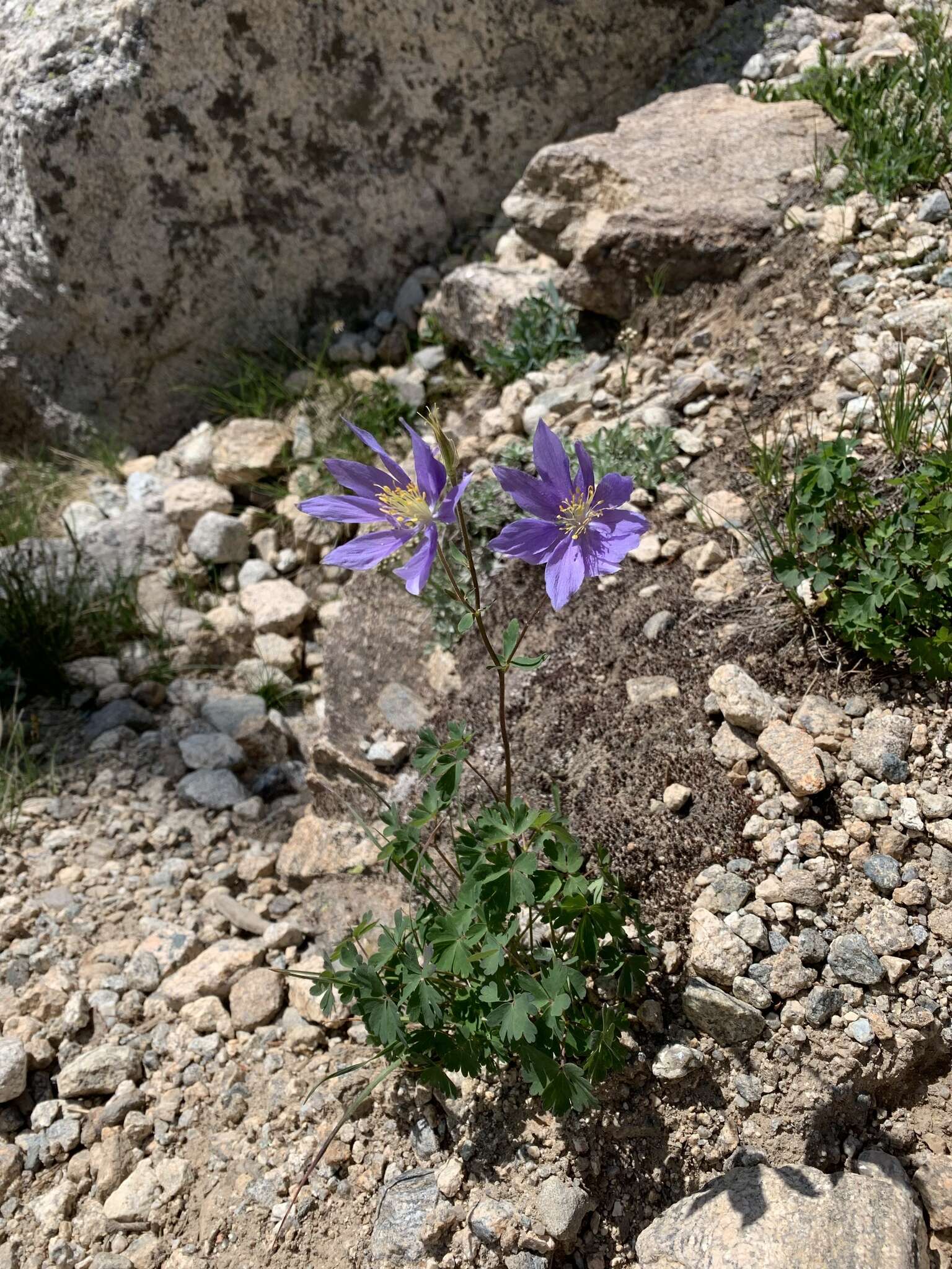 Imagem de Aquilegia coerulea var. daileyae Eastw.