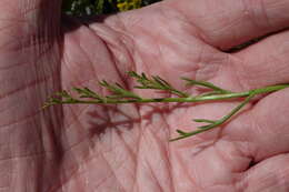 Imagem de Lomatium nuttallii (A. Gray) Macbr.