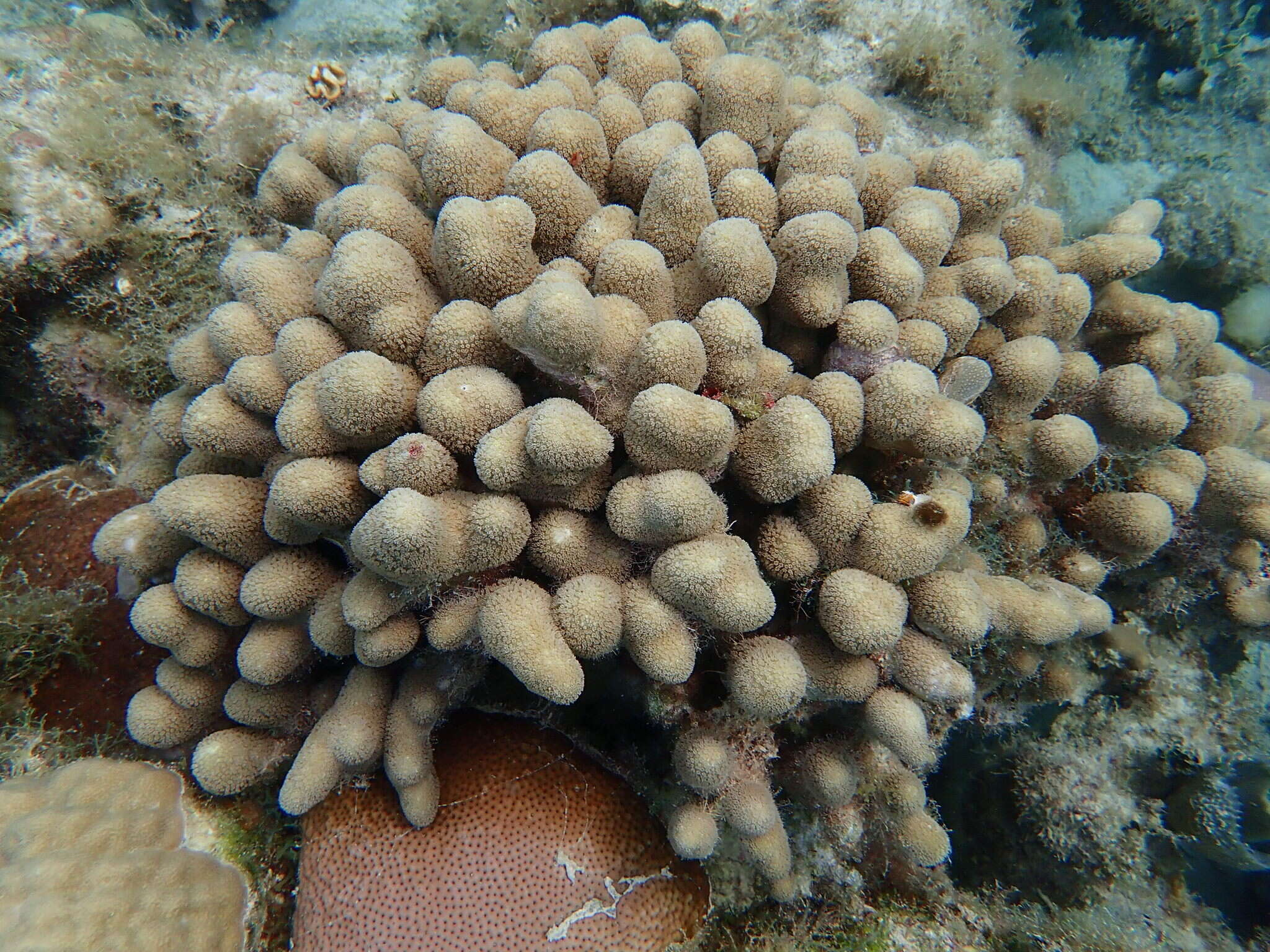 Image of Finger Coral