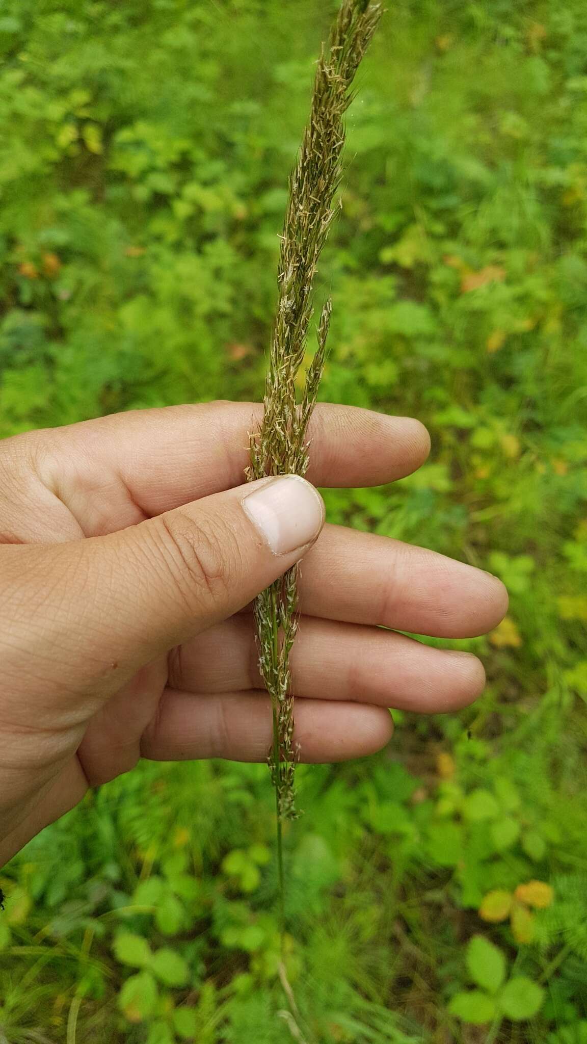 Plancia ëd Trisetum sibiricum Rupr.