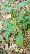 Plancia ëd Solidago virgaurea subsp. taurica (Juz.) Tzvel.