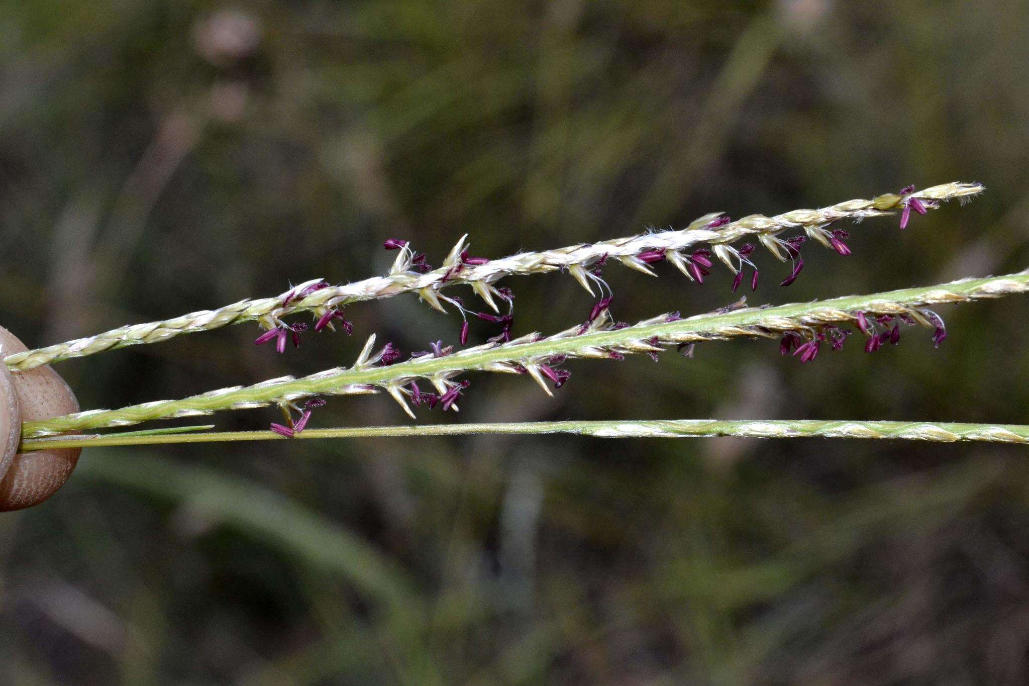 Image of Wire grass