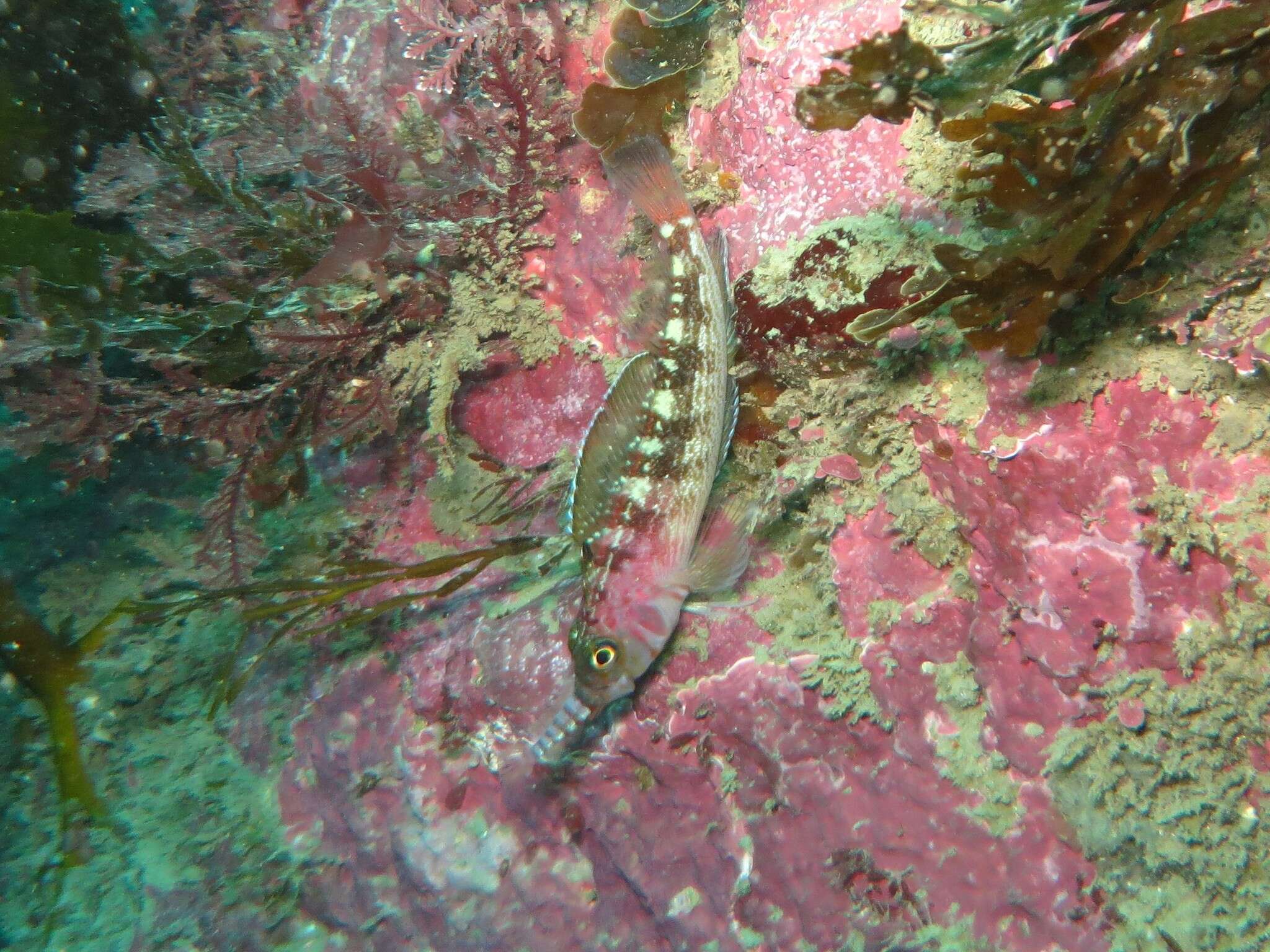 Image of Striped Triplefin