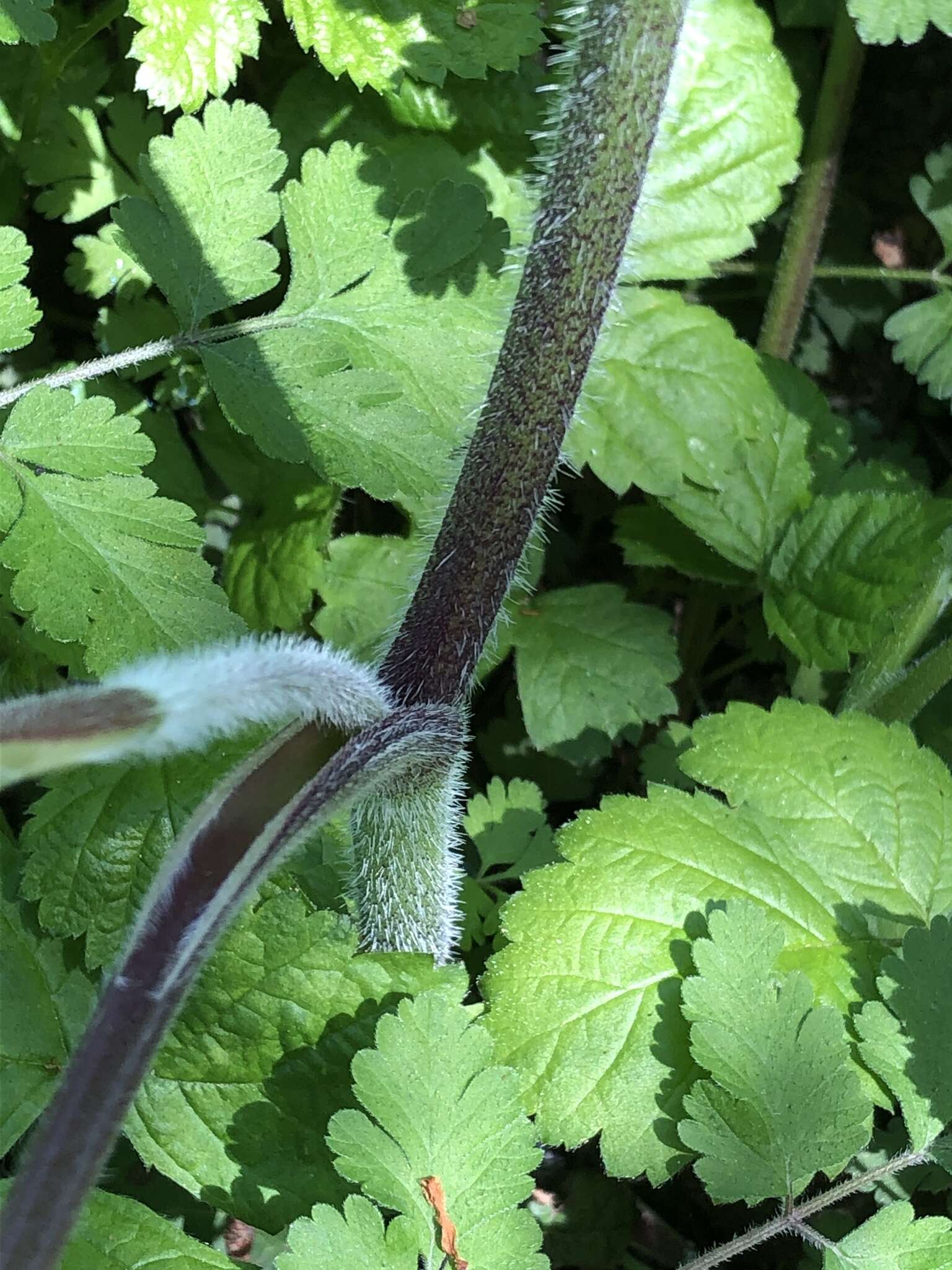 Imagem de Chaerophyllum temulum L.