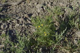 Image of South American rubberweed