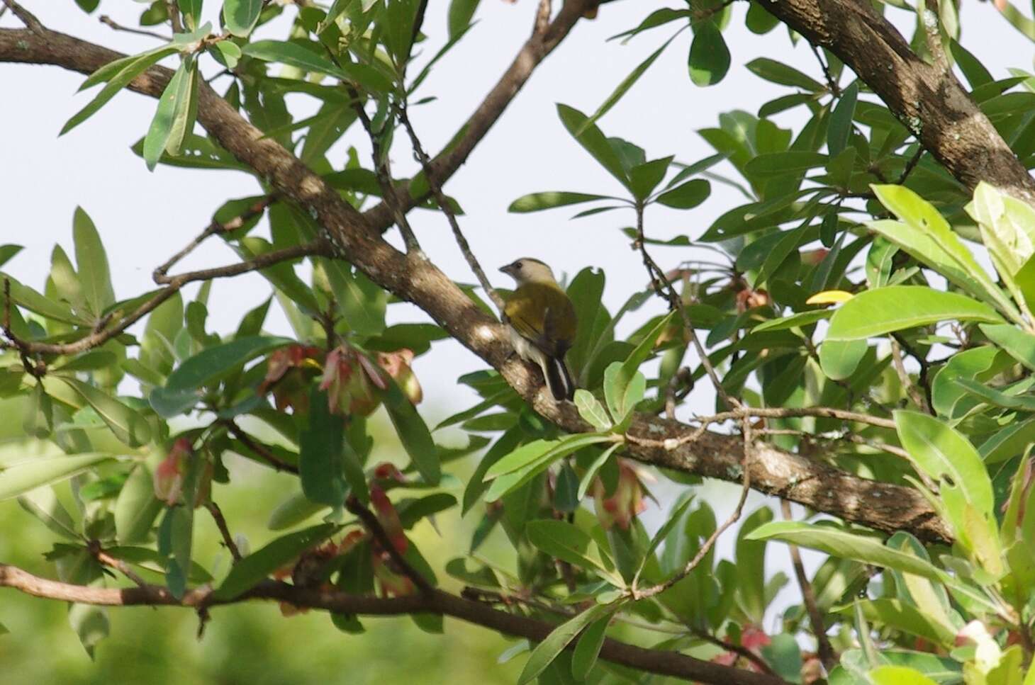 Image of Lesser Honeyguide