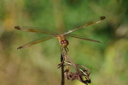 Image de Neurothemis stigmatizans (Fabricius 1775)