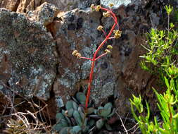 Image of Redleaf crassula