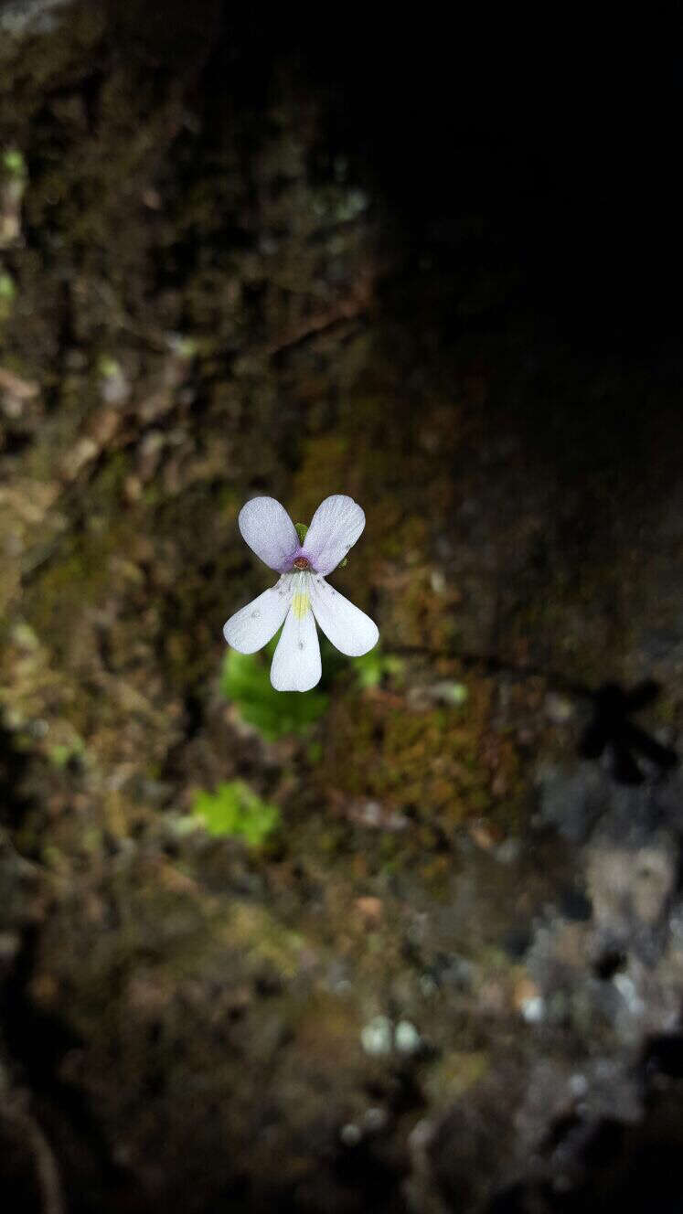 Image of Pinguicula esseriana B. Kirchner