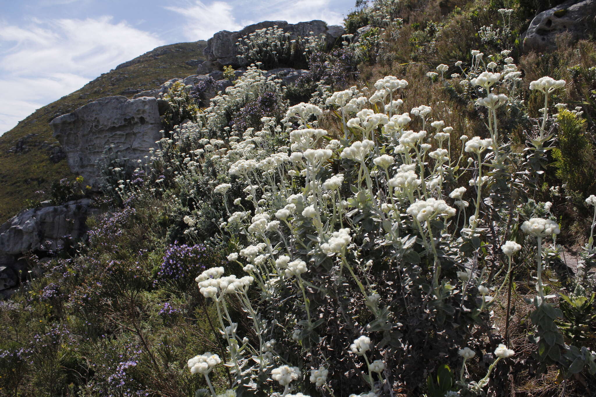 Helichrysum fruticans (L.) D. Don resmi