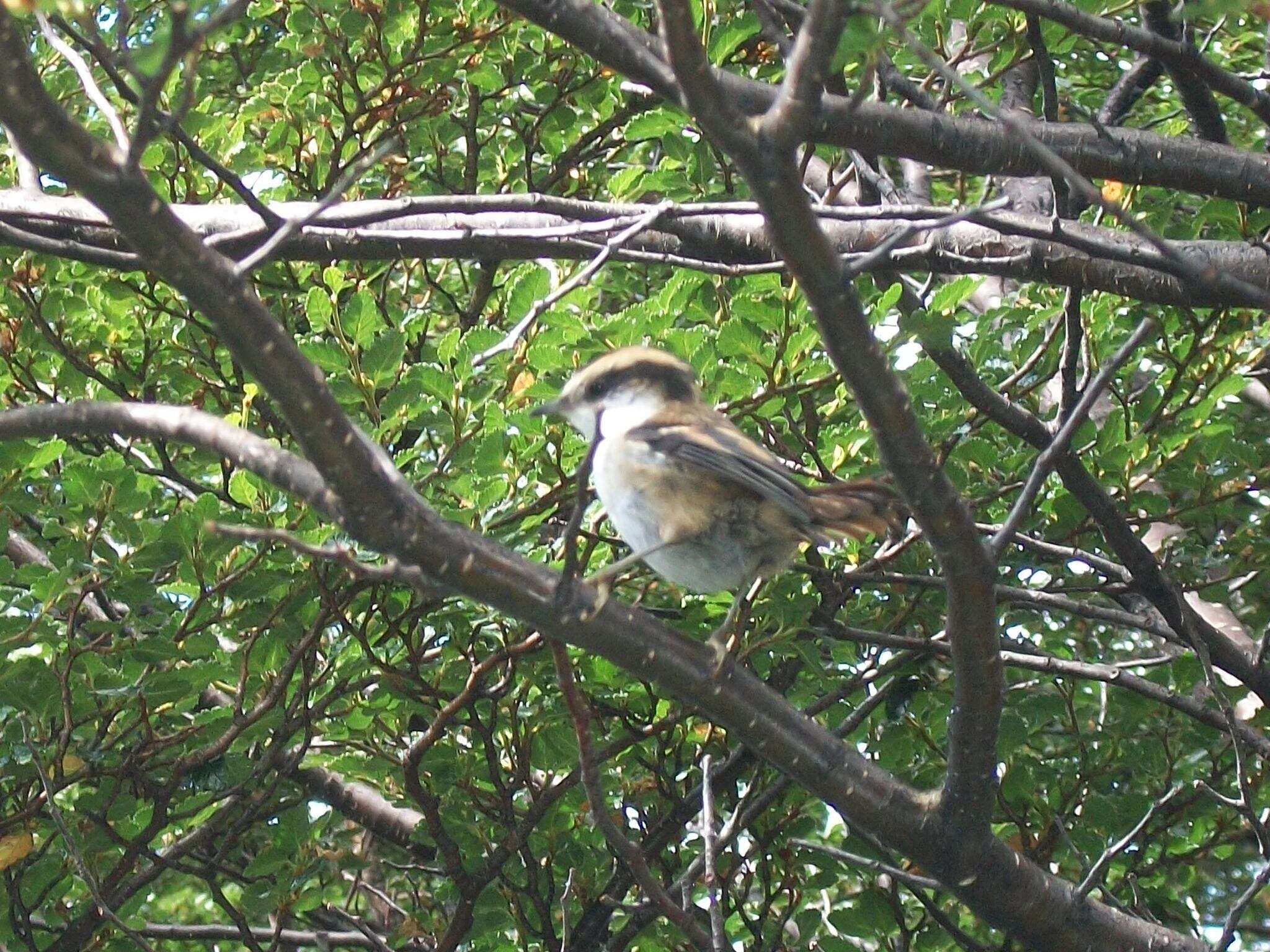 Image of Aphrastura Oberholser 1899