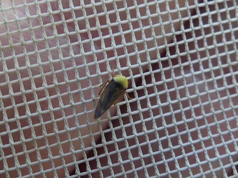 Image of Leafhopper