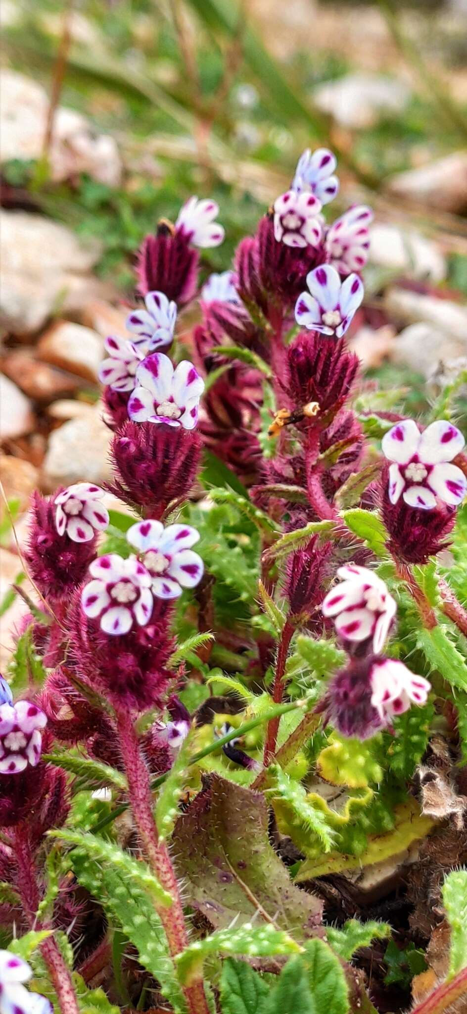 Image de Anchusella variegata (L.) M. Bigazzi, E. Nardi & F. Selvi