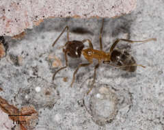 Image of Velvety Tree Ant