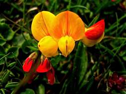 Image of Alpine Birdsfoot-trefoil