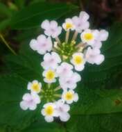 Image of Lantana undulata Schrank