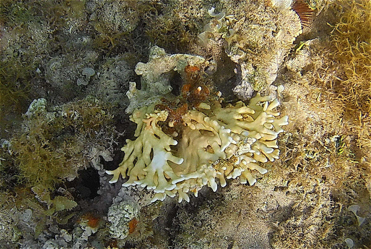 Image of Fire coral