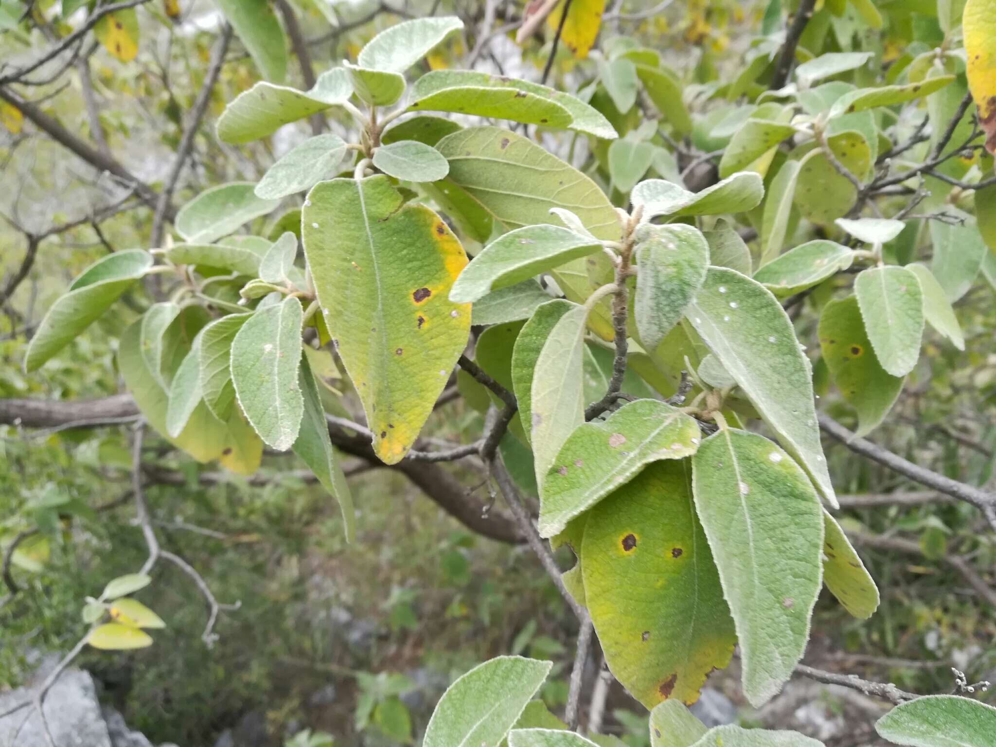 Image de Cordia boissieri A. DC.