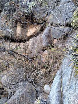 Echinopsis strigosa (Salm-Dyck) H. Friedrich & G. D. Rowley resmi