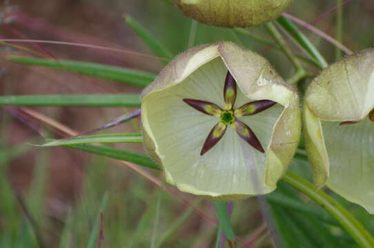 Sivun Pachycarpus campanulatus (Harv.) N. E. Br. kuva