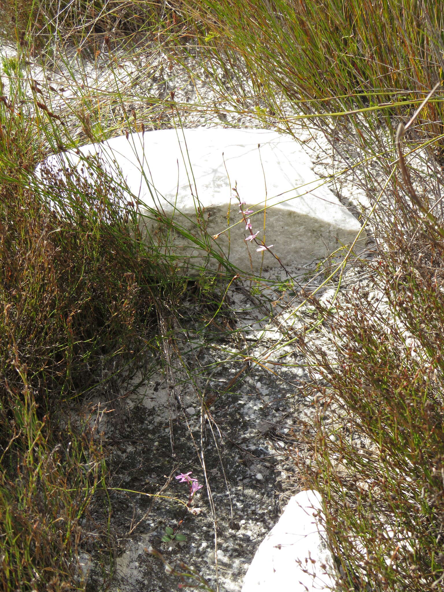 Image of Disa obliqua subsp. clavigera (Lindl.) Bytebier