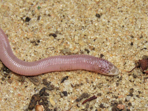 Image of Wagler's Worm Lizard
