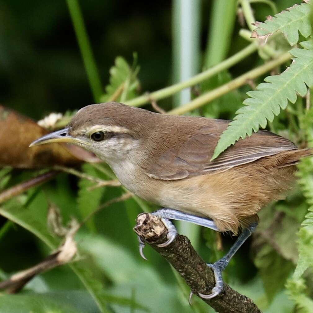 Image of Isthmian Wren