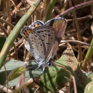 Image of Icaricia acmon