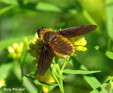 Image of Poecilanthrax tegminipennis (Say 1824)