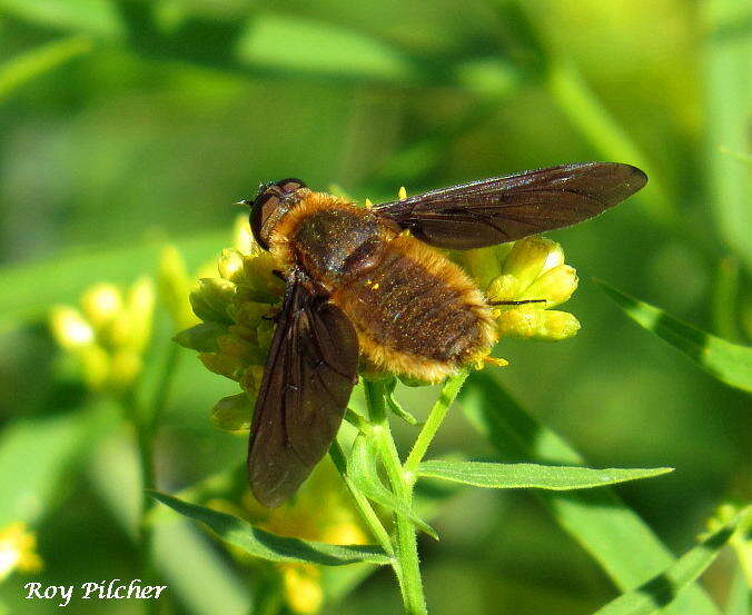 Image of Poecilanthrax tegminipennis (Say 1824)