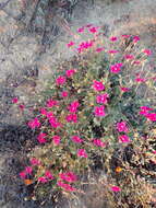 Image of Pelargonium sericifolium J. J. A. Van der Walt